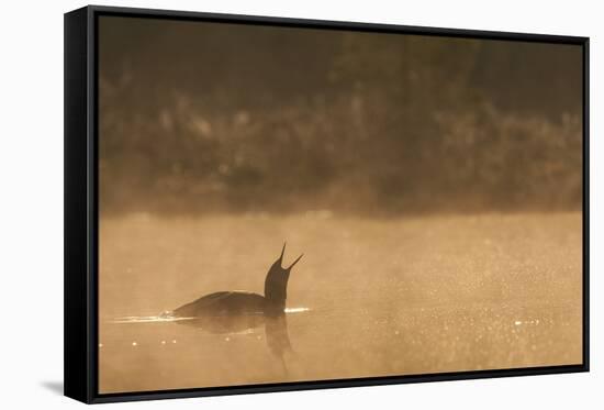 Red Throated Diver (Gavia Stellata) Calling at Dawn on Mist-Laden Lake, Bergslagen, Sweden, April-Cairns-Framed Stretched Canvas