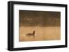 Red Throated Diver (Gavia Stellata) Calling at Dawn on Mist-Laden Lake, Bergslagen, Sweden, April-Cairns-Framed Photographic Print