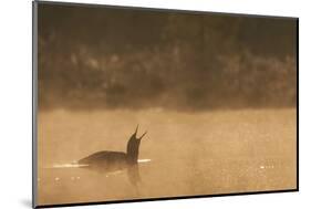 Red Throated Diver (Gavia Stellata) Calling at Dawn on Mist-Laden Lake, Bergslagen, Sweden, April-Cairns-Mounted Photographic Print