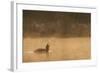 Red Throated Diver (Gavia Stellata) Calling at Dawn on Mist-Laden Lake, Bergslagen, Sweden, April-Cairns-Framed Photographic Print