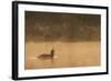 Red Throated Diver (Gavia Stellata) Calling at Dawn on Mist-Laden Lake, Bergslagen, Sweden, April-Cairns-Framed Photographic Print