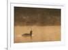 Red Throated Diver (Gavia Stellata) Calling at Dawn on Mist-Laden Lake, Bergslagen, Sweden, April-Cairns-Framed Photographic Print