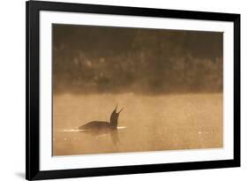 Red Throated Diver (Gavia Stellata) Calling at Dawn on Mist-Laden Lake, Bergslagen, Sweden, April-Cairns-Framed Photographic Print