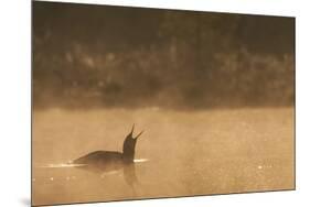 Red Throated Diver (Gavia Stellata) Calling at Dawn on Mist-Laden Lake, Bergslagen, Sweden, April-Cairns-Mounted Photographic Print