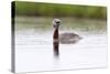 Red-Throated Diver (Gavia Stellata) Calling on Breeding Loch, Flow Country, Highland, Scotland, UK-Mark Hamblin-Stretched Canvas