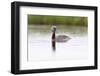 Red-Throated Diver (Gavia Stellata) Calling on Breeding Loch, Flow Country, Highland, Scotland, UK-Mark Hamblin-Framed Photographic Print