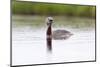 Red-Throated Diver (Gavia Stellata) Calling on Breeding Loch, Flow Country, Highland, Scotland, UK-Mark Hamblin-Mounted Photographic Print
