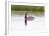 Red-Throated Diver (Gavia Stellata) Calling on Breeding Loch, Flow Country, Highland, Scotland, UK-Mark Hamblin-Framed Photographic Print