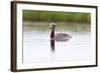 Red-Throated Diver (Gavia Stellata) Calling on Breeding Loch, Flow Country, Highland, Scotland, UK-Mark Hamblin-Framed Photographic Print