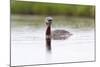 Red-Throated Diver (Gavia Stellata) Calling on Breeding Loch, Flow Country, Highland, Scotland, UK-Mark Hamblin-Mounted Photographic Print