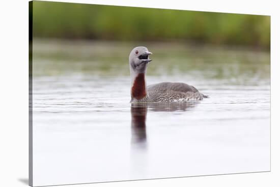 Red-Throated Diver (Gavia Stellata) Calling on Breeding Loch, Flow Country, Highland, Scotland, UK-Mark Hamblin-Stretched Canvas