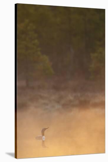 Red Throated Diver (Gavia Stellata) on Lake in Mist at Dawn, Bergslagen, Sweden, April 2009-Cairns-Stretched Canvas