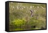 Red-Throated Diver (Gavia Stellata) on Nest Amongst Cotton Grass Beside Water, Flow Country, UK-Mark Hamblin-Framed Stretched Canvas