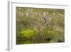 Red-Throated Diver (Gavia Stellata) on Nest Amongst Cotton Grass Beside Water, Flow Country, UK-Mark Hamblin-Framed Photographic Print