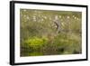 Red-Throated Diver (Gavia Stellata) on Nest Amongst Cotton Grass Beside Water, Flow Country, UK-Mark Hamblin-Framed Photographic Print