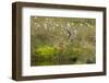 Red-Throated Diver (Gavia Stellata) on Nest Amongst Cotton Grass Beside Water, Flow Country, UK-Mark Hamblin-Framed Photographic Print