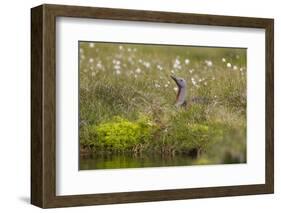 Red-Throated Diver (Gavia Stellata) on Nest Amongst Cotton Grass Beside Water, Flow Country, UK-Mark Hamblin-Framed Photographic Print