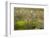 Red-Throated Diver (Gavia Stellata) on Nest Amongst Cotton Grass Beside Water, Flow Country, UK-Mark Hamblin-Framed Photographic Print