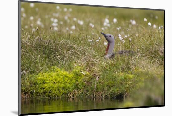 Red-Throated Diver (Gavia Stellata) on Nest Amongst Cotton Grass Beside Water, Flow Country, UK-Mark Hamblin-Mounted Photographic Print