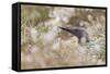 Red-Throated Diver (Gavia Stellata) on Nest in Cotton Grass, Flow Country, Highland, Scotland, June-Mark Hamblin-Framed Stretched Canvas
