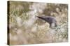 Red-Throated Diver (Gavia Stellata) on Nest in Cotton Grass, Flow Country, Highland, Scotland, June-Mark Hamblin-Stretched Canvas