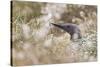 Red-Throated Diver (Gavia Stellata) on Nest in Cotton Grass, Flow Country, Highland, Scotland, June-Mark Hamblin-Stretched Canvas