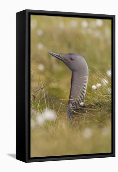 Red-Throated Diver (Gavia Stellata) on Nest in Cotton Grass, Flow Country, Highland, Scotland, June-Mark Hamblin-Framed Stretched Canvas