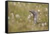 Red-Throated Diver (Gavia Stellata) on Nest in Cotton Grass, Flow Country, Highland, Scotland, June-Mark Hamblin-Framed Stretched Canvas