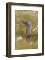 Red-Throated Diver (Gavia Stellata) on Nest in Cotton Grass, Flow Country, Highland, Scotland, June-Mark Hamblin-Framed Photographic Print