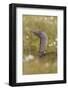Red-Throated Diver (Gavia Stellata) on Nest in Cotton Grass, Flow Country, Highland, Scotland, June-Mark Hamblin-Framed Photographic Print