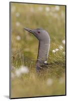 Red-Throated Diver (Gavia Stellata) on Nest in Cotton Grass, Flow Country, Highland, Scotland, June-Mark Hamblin-Mounted Photographic Print