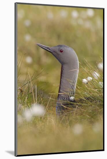 Red-Throated Diver (Gavia Stellata) on Nest in Cotton Grass, Flow Country, Highland, Scotland, June-Mark Hamblin-Mounted Photographic Print