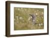 Red-Throated Diver (Gavia Stellata) on Nest in Cotton Grass, Flow Country, Highland, Scotland, June-Mark Hamblin-Framed Photographic Print