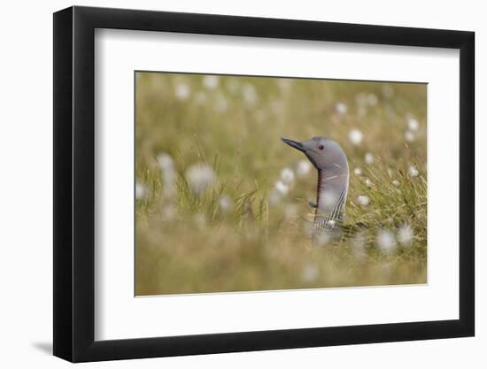 Red-Throated Diver (Gavia Stellata) on Nest in Cotton Grass, Flow Country, Highland, Scotland, June-Mark Hamblin-Framed Photographic Print