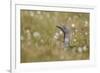 Red-Throated Diver (Gavia Stellata) on Nest in Cotton Grass, Flow Country, Highland, Scotland, June-Mark Hamblin-Framed Photographic Print