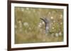 Red-Throated Diver (Gavia Stellata) on Nest in Cotton Grass, Flow Country, Highland, Scotland, June-Mark Hamblin-Framed Photographic Print