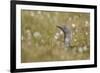 Red-Throated Diver (Gavia Stellata) on Nest in Cotton Grass, Flow Country, Highland, Scotland, June-Mark Hamblin-Framed Photographic Print