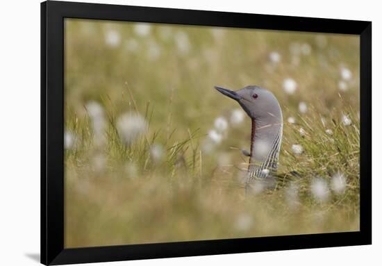 Red-Throated Diver (Gavia Stellata) on Nest in Cotton Grass, Flow Country, Highland, Scotland, June-Mark Hamblin-Framed Photographic Print