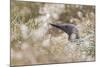 Red-Throated Diver (Gavia Stellata) on Nest in Cotton Grass, Flow Country, Highland, Scotland, June-Mark Hamblin-Mounted Photographic Print