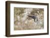 Red-Throated Diver (Gavia Stellata) on Nest in Cotton Grass, Flow Country, Highland, Scotland, June-Mark Hamblin-Framed Photographic Print