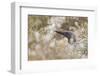Red-Throated Diver (Gavia Stellata) on Nest in Cotton Grass, Flow Country, Highland, Scotland, June-Mark Hamblin-Framed Photographic Print