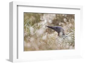 Red-Throated Diver (Gavia Stellata) on Nest in Cotton Grass, Flow Country, Highland, Scotland, June-Mark Hamblin-Framed Photographic Print