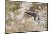 Red-Throated Diver (Gavia Stellata) on Nest in Cotton Grass, Flow Country, Highland, Scotland, June-Mark Hamblin-Mounted Photographic Print