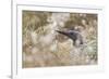 Red-Throated Diver (Gavia Stellata) on Nest in Cotton Grass, Flow Country, Highland, Scotland, June-Mark Hamblin-Framed Photographic Print