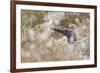 Red-Throated Diver (Gavia Stellata) on Nest in Cotton Grass, Flow Country, Highland, Scotland, June-Mark Hamblin-Framed Photographic Print