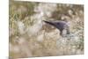 Red-Throated Diver (Gavia Stellata) on Nest in Cotton Grass, Flow Country, Highland, Scotland, June-Mark Hamblin-Mounted Photographic Print