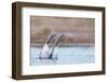 Red-throated diver pair displaying on the water, Finland-Markus Varesvuo-Framed Photographic Print