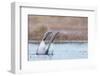 Red-throated diver pair displaying on the water, Finland-Markus Varesvuo-Framed Photographic Print