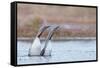 Red-throated diver pair displaying on the water, Finland-Markus Varesvuo-Framed Stretched Canvas