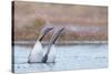 Red-throated diver pair displaying on the water, Finland-Markus Varesvuo-Stretched Canvas